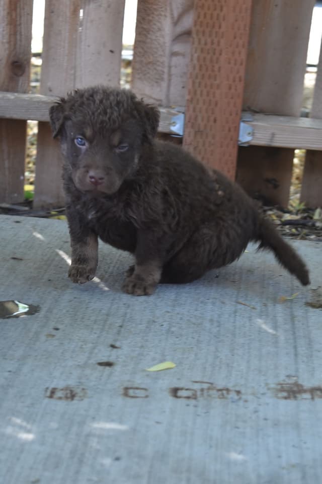 Chesapeake Bay Retriever Puppies media 8