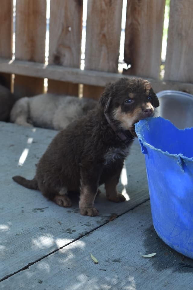 Chesapeake Bay Retriever Puppies media 11