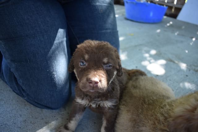 Chesapeake Bay Retriever Puppies media 9