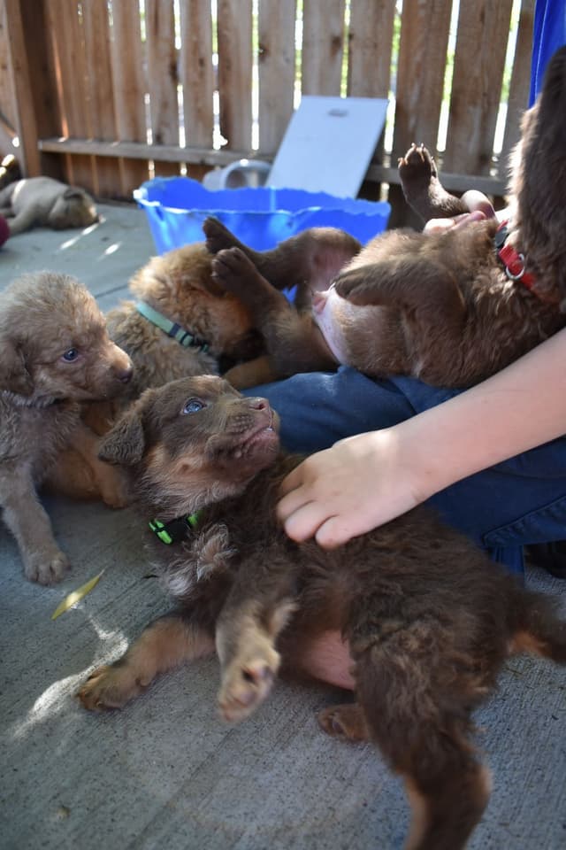 Chesapeake Bay Retriever Puppies media 12