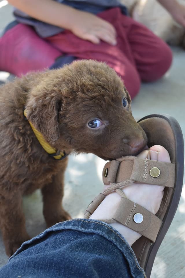 Chesapeake Bay Retriever Puppies media 10