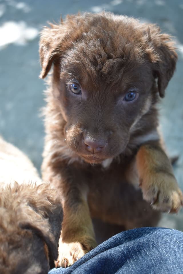 Chesapeake Bay Retriever Puppies media 14