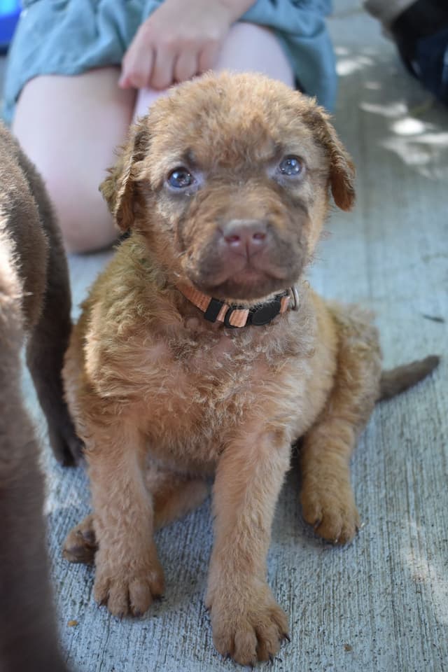 Chesapeake Bay Retriever Puppies media 17
