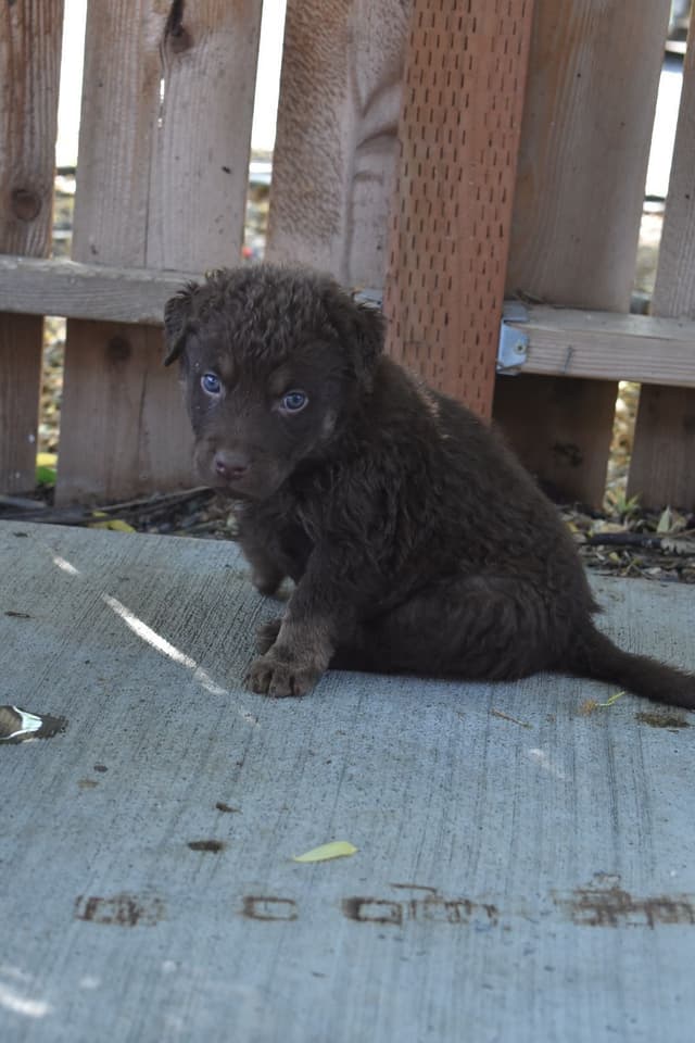 Chesapeake Bay Retriever Puppies media 13