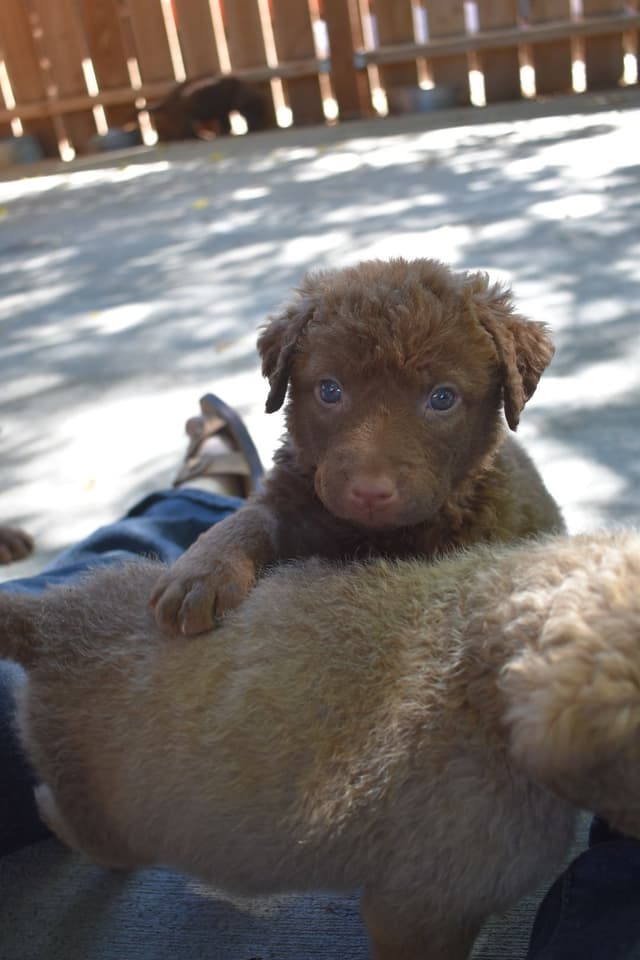 Chesapeake Bay Retriever Puppies media 22