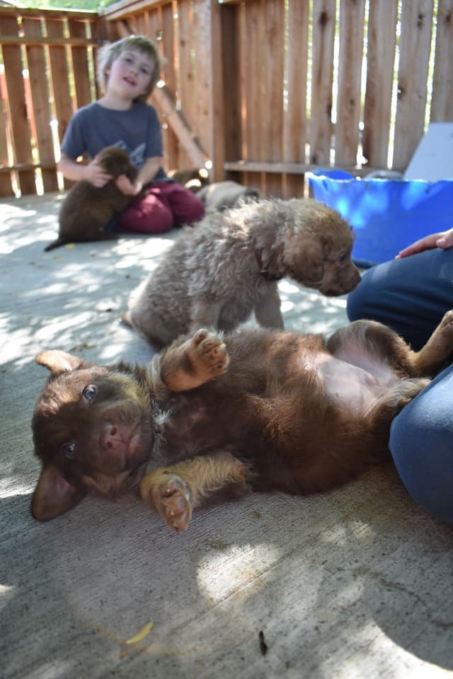 Chesapeake Bay Retriever Puppies media 16