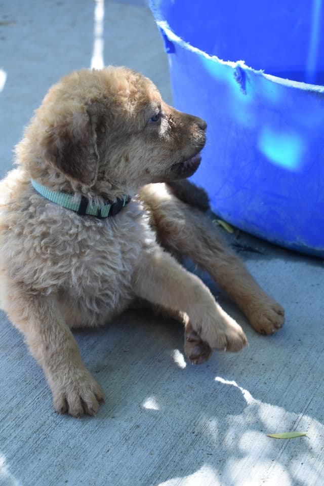 Chesapeake Bay Retriever Puppies media 20