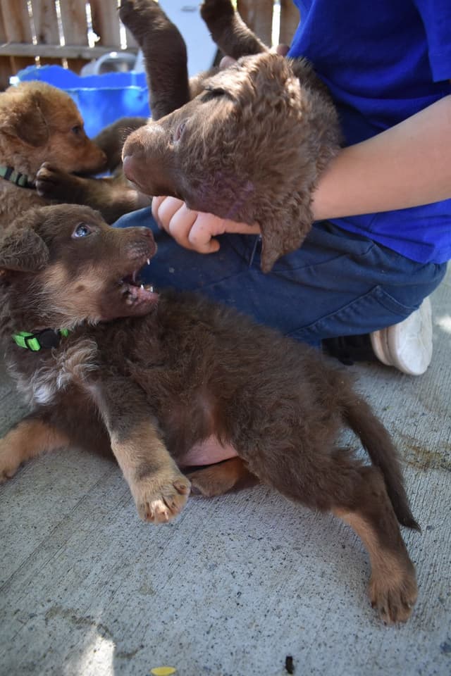 Chesapeake Bay Retriever Puppies media 18
