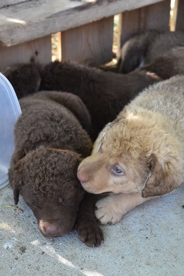 Chesapeake Bay Retriever Puppies media 19