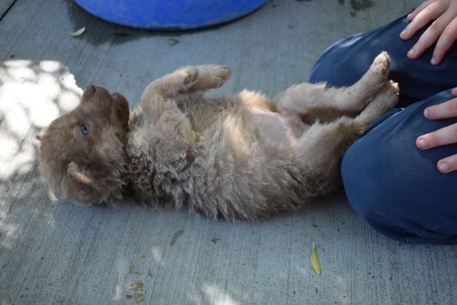 Chesapeake Bay Retriever Puppies media 21