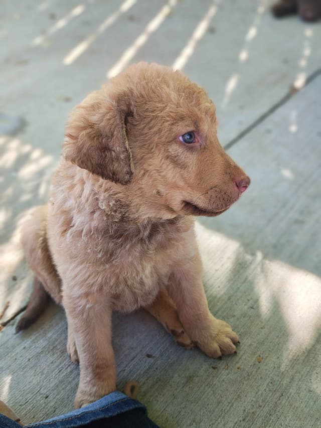Chesapeake Bay Retriever Puppies media 23