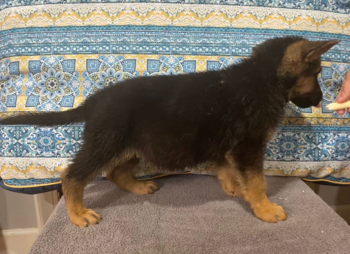 German Shepherd Dog Puppies breeder image 1