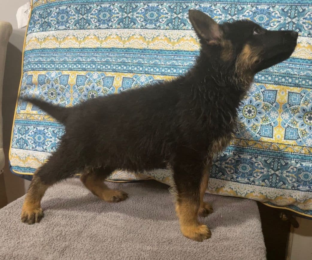 German Shepherd Dog Puppies breeder image 2