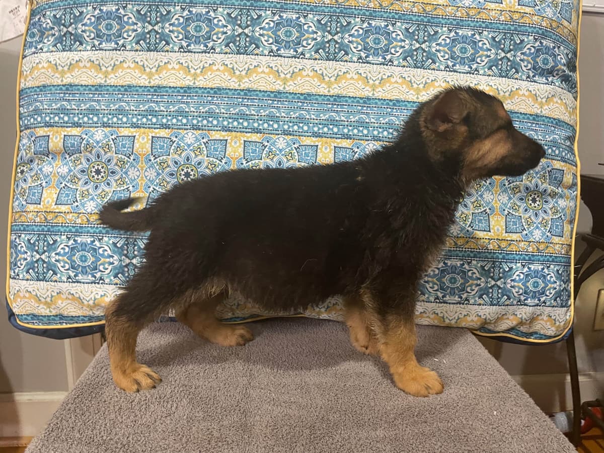 German Shepherd Dog Puppies breeder image 3