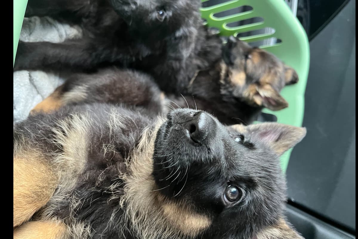 German Shepherd Dog Puppies breeder image 6