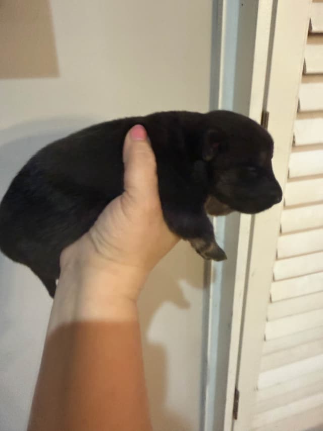 German Shepherd Dog Puppies media 2
