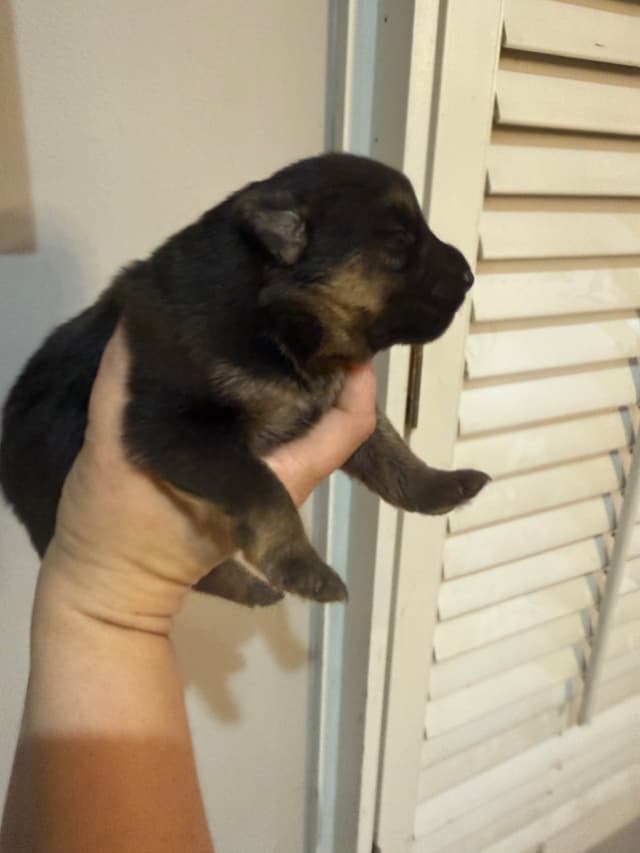 German Shepherd Dog Puppies media 3