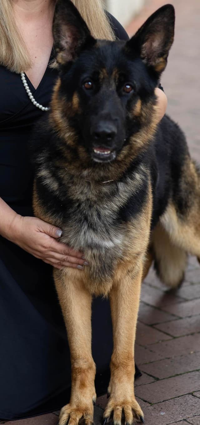 German Shepherd Dog Puppies media 4