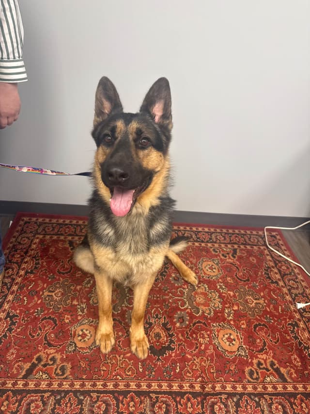 German Shepherd Dog Puppies media 6