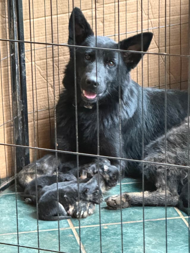 German Shepherd Dog Puppies media 7