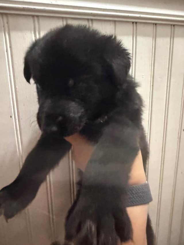 German Shepherd Dog Puppies media 8
