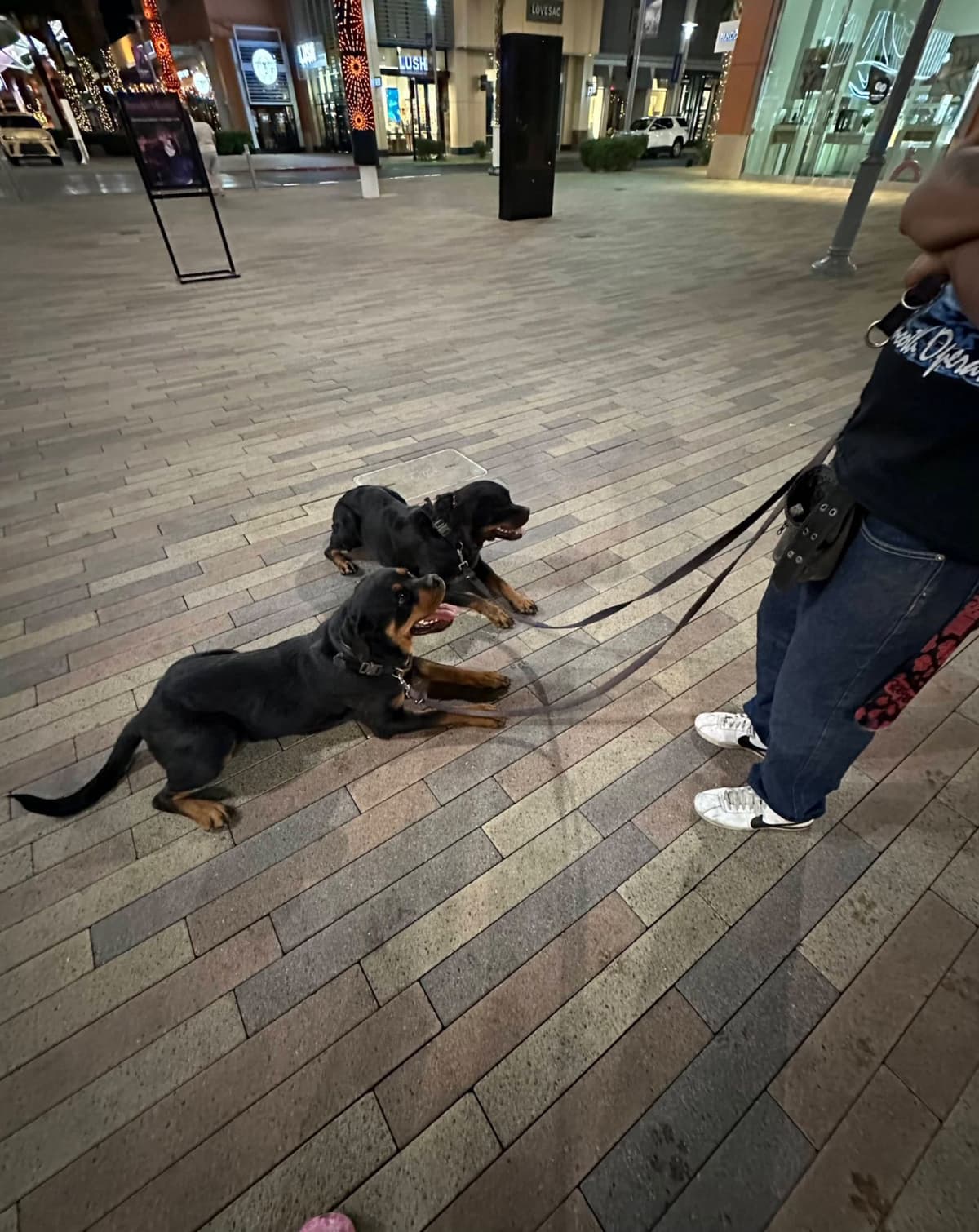 Rottweiler Puppies breeder image 1