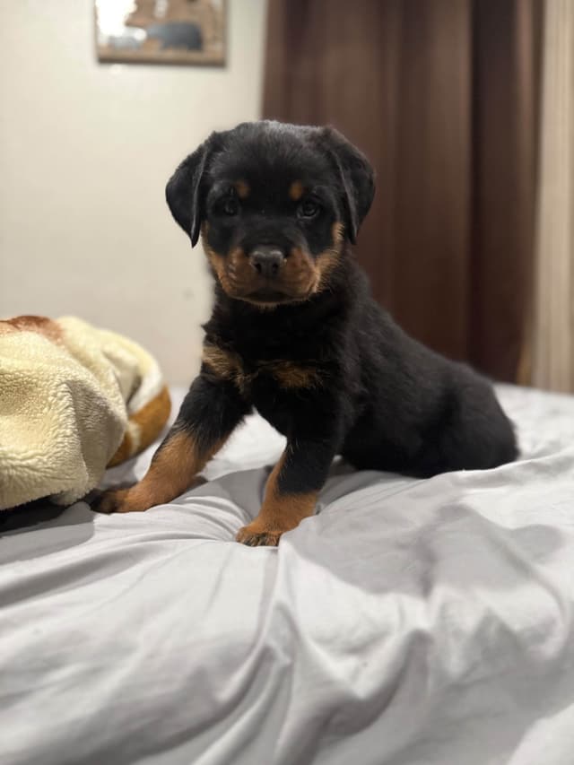 Rottweiler Puppies media 3