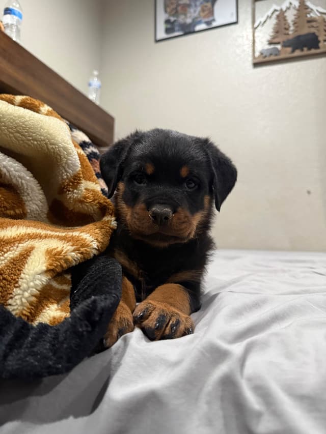 Rottweiler Puppies media 4