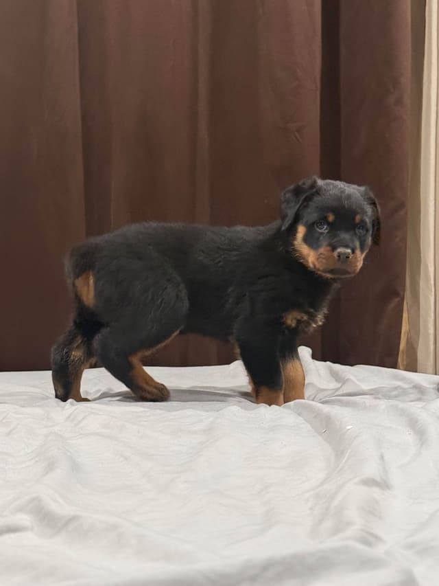 Rottweiler Puppies media 5