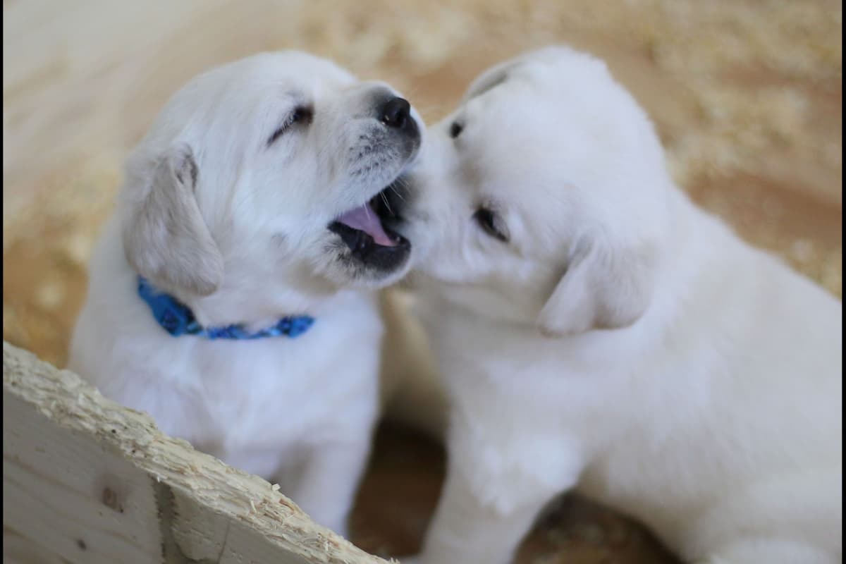 Labrador Retriever Puppies breeder image 2