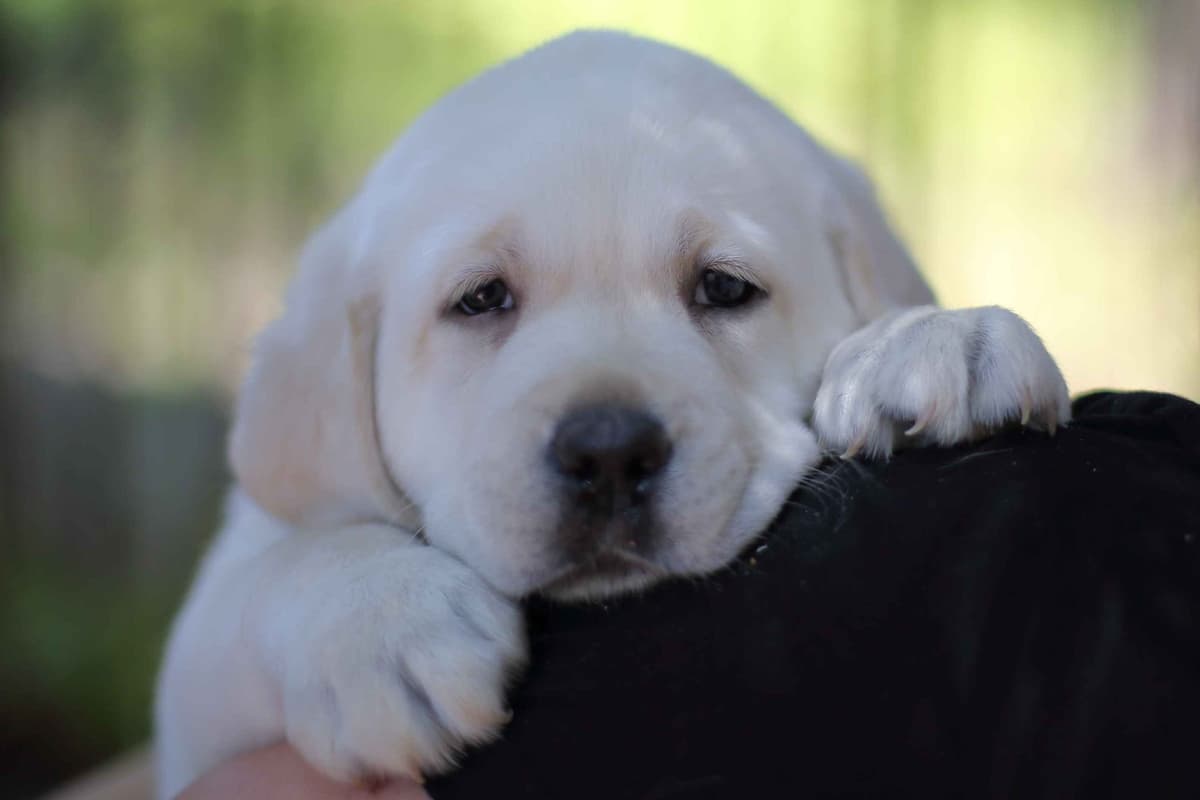 Labrador Retriever Puppies breeder image 3