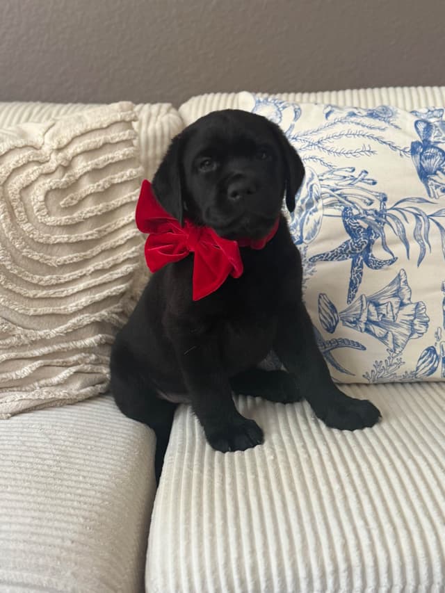 Labrador Retriever Puppies media 2