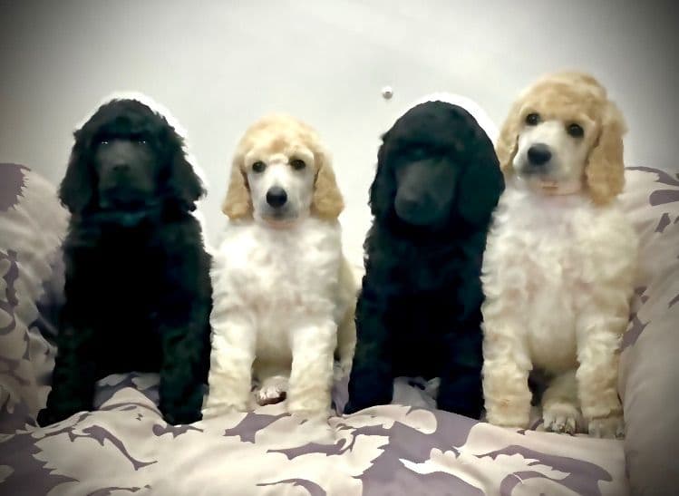 Poodle Puppies breeder image 1