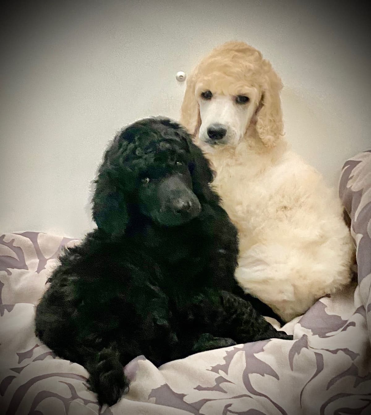 Poodle Puppies breeder image 2