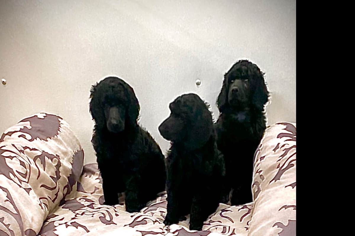 Poodle Puppies breeder image 3