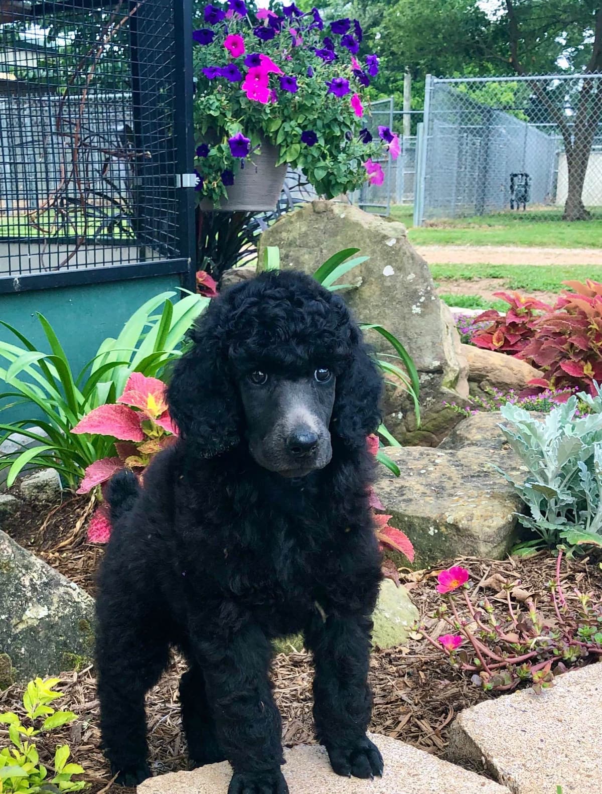 Poodle Puppies breeder image 4