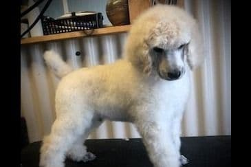 Poodle Puppies breeder image 5