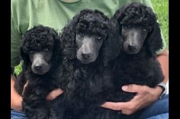Poodle Puppies breeder image 6