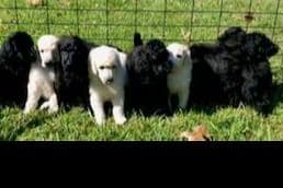 Poodle Puppies breeder image 7