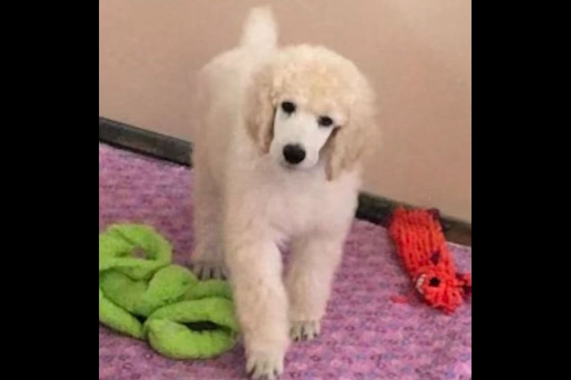 Poodle Puppies breeder image 9