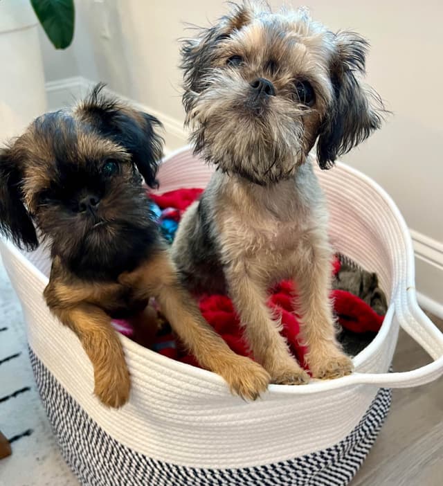 Gorgeous Brussels Griffon Girls! media 2
