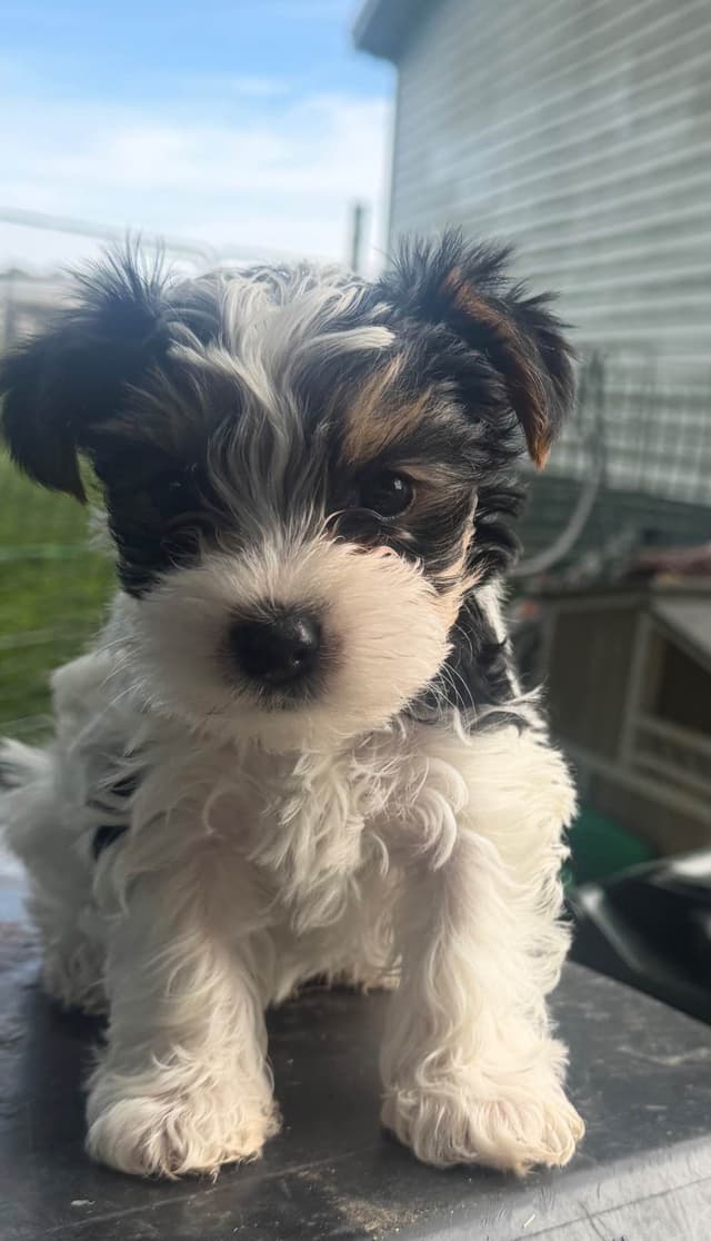 Yorkshire Terrier Puppies media 4