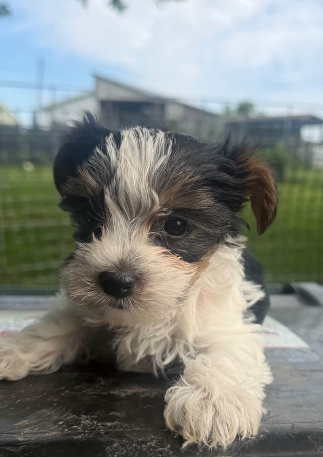 Yorkshire Terrier Puppies media 5
