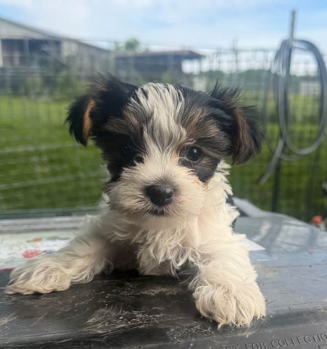 Yorkshire Terrier Puppies media 7