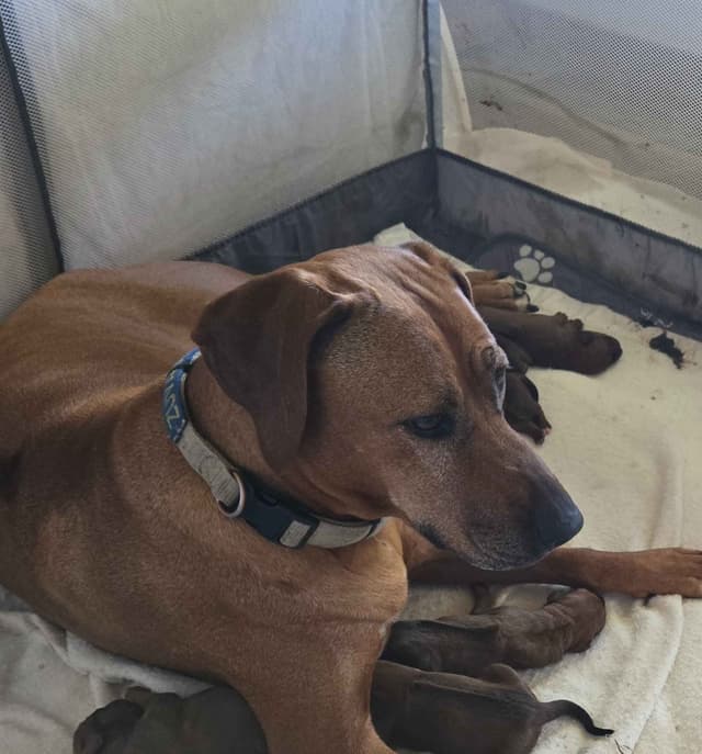 Rhodesian Ridgeback Puppies media 2