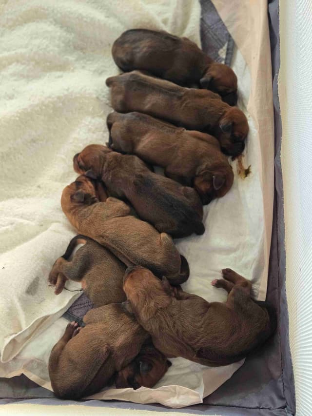 Rhodesian Ridgeback Puppies media 3