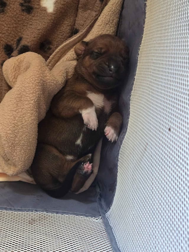Rhodesian Ridgeback Puppies media 4