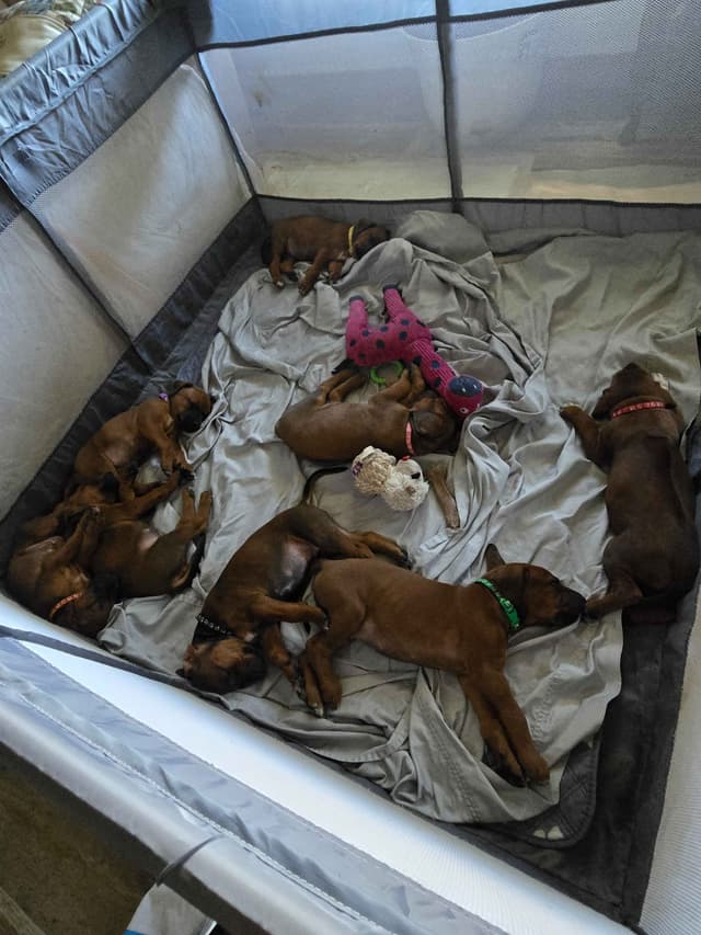 Rhodesian Ridgeback Puppies media 6