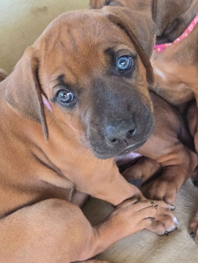 Rhodesian Ridgeback Puppies media 7