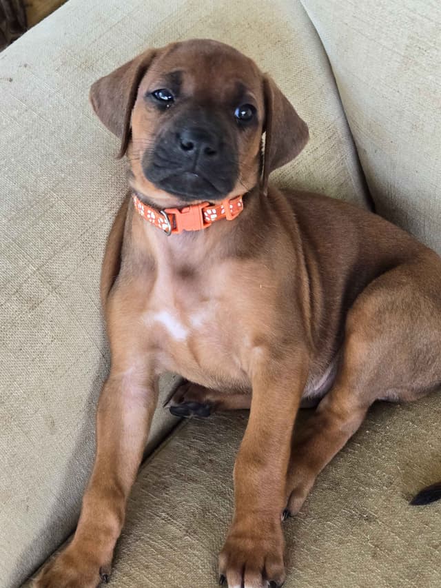 Rhodesian Ridgeback Puppies media 8
